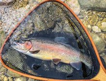 Sava Bohijka - Slovinsko