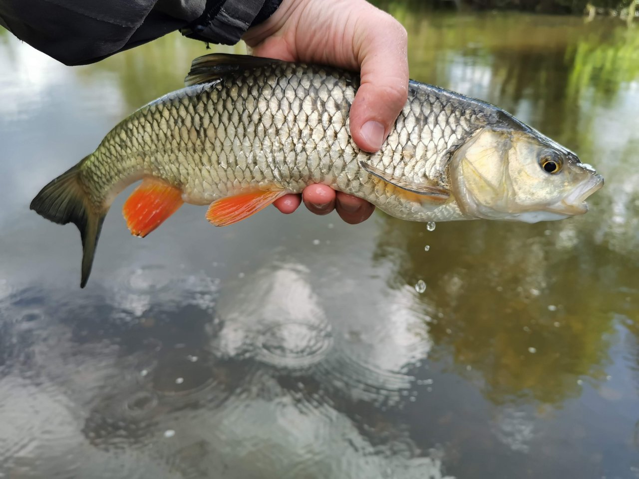 Tlou�� z Lit�vky