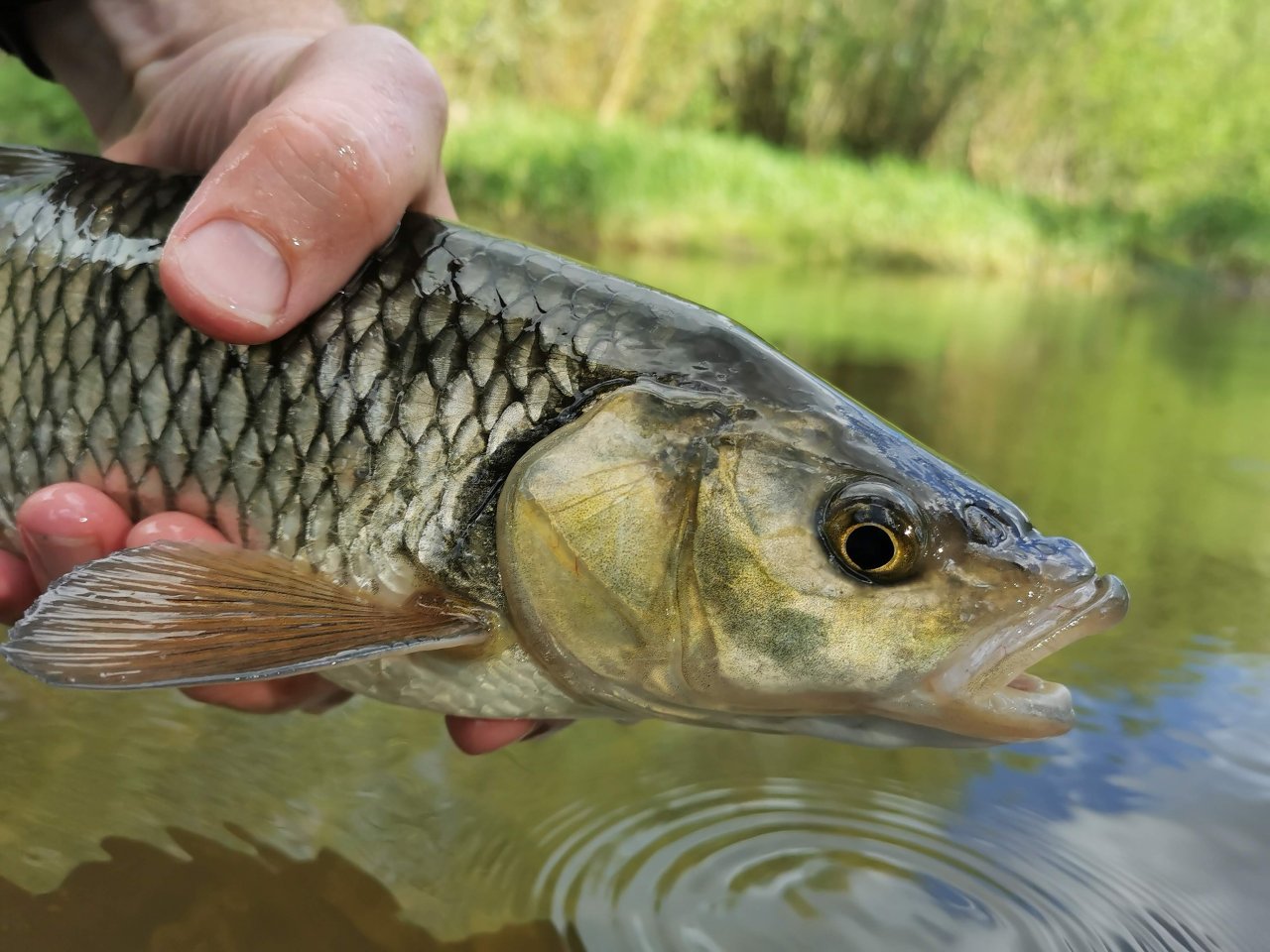 Tlou�� z Lit�vky