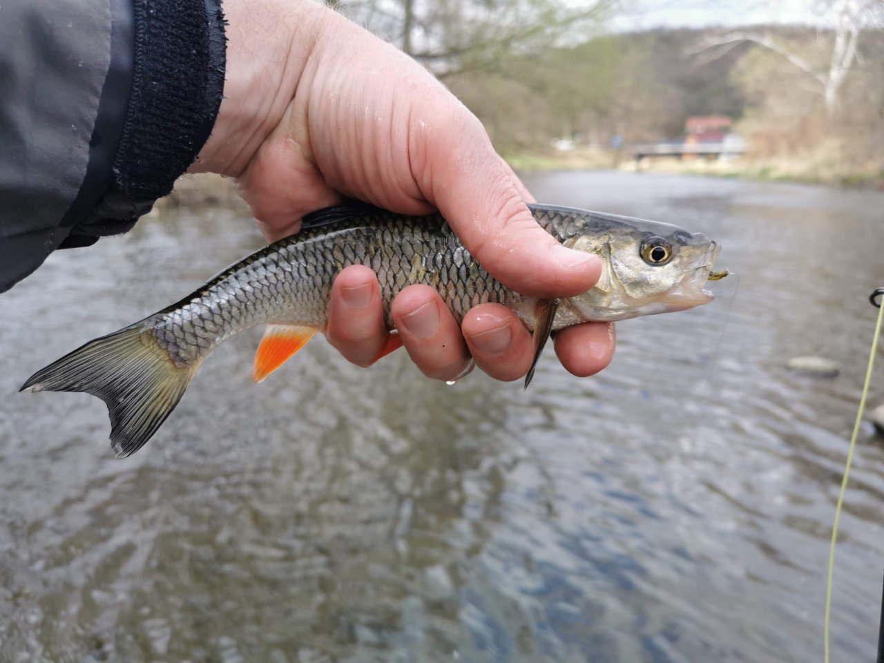 Tlou�� z Lit�vky