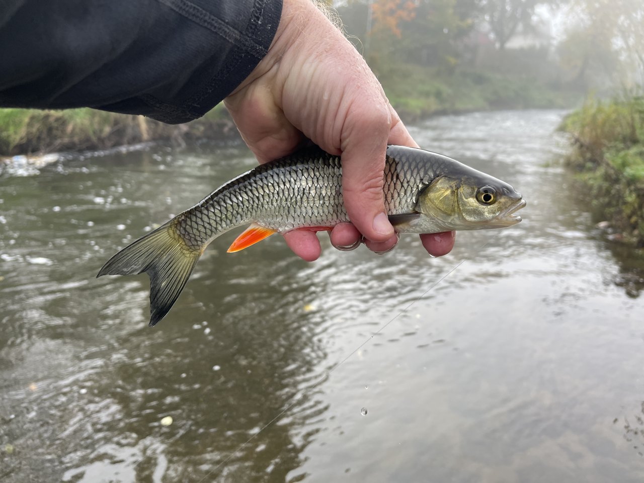 Tlou�� z Lit�vky