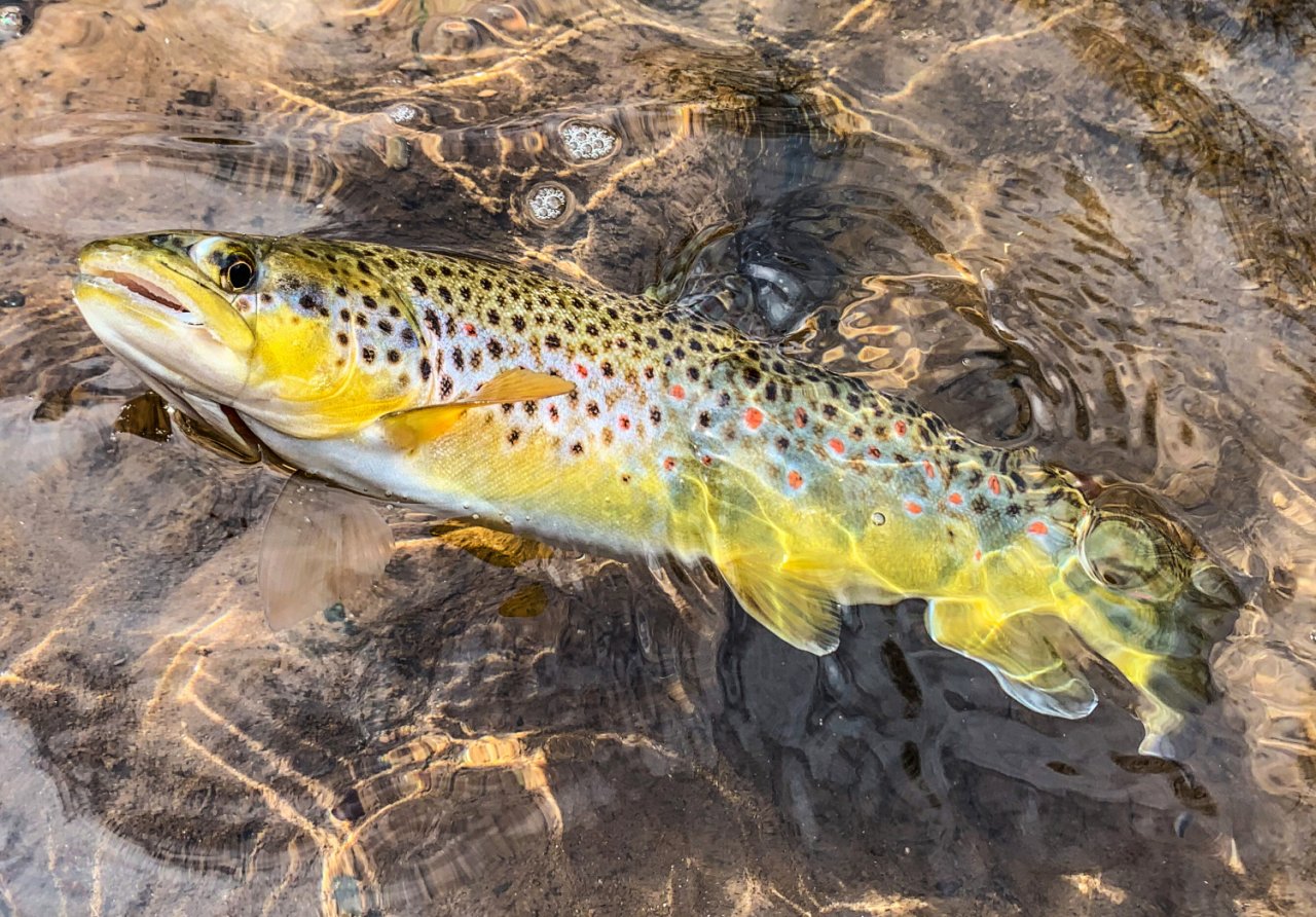 Letn� mu�ka�sk� toulky po ���k�ch v Podkrkono��