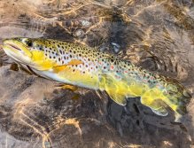 Letní muškařské toulky po říčkách v Podkrkonoší