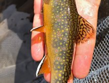 Letní muškařské toulky po říčkách v Podkrkonoší