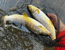 Letní muškařské toulky po říčkách v Podkrkonoší