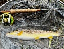 Letní muškařské toulky po říčkách v Podkrkonoší