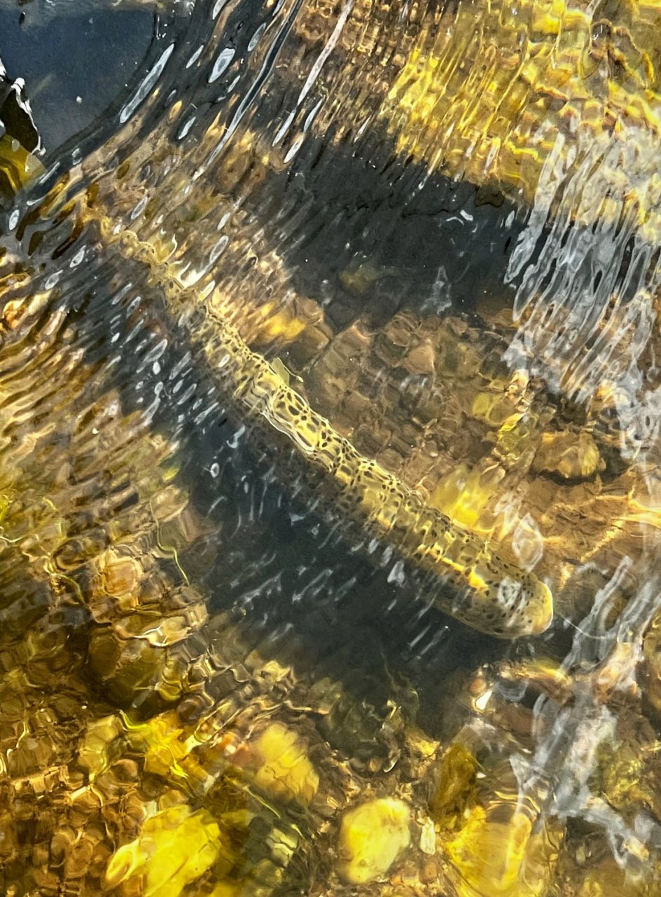 Letn� mu�ka�sk� toulky po ���k�ch v Podkrkono��