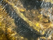 Letní muškařské toulky po říčkách v Podkrkonoší