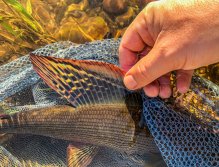 Letní muškařské toulky po říčkách v Podkrkonoší