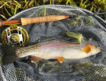 Letní muškařské toulky po říčkách v Podkrkonoší