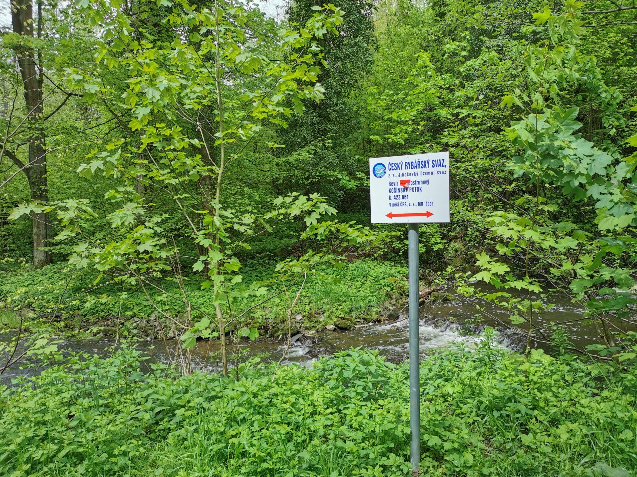 Ko��nsk� potok - pstruhov� rev�r v centru T�bora