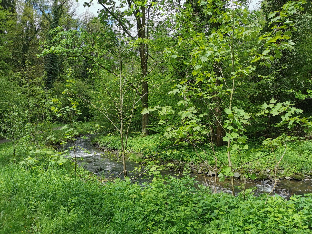 Ko��nsk� potok - pstruhov� rev�r v centru T�bora