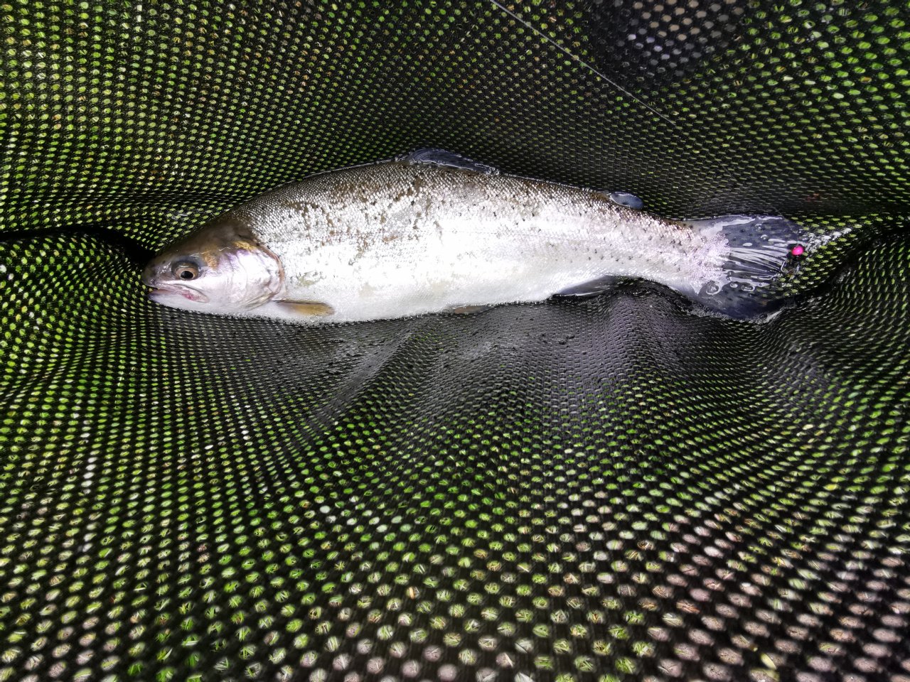 Duh�k z Ko��nsk�ho potoka