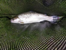 Duhák z Košínského potoka