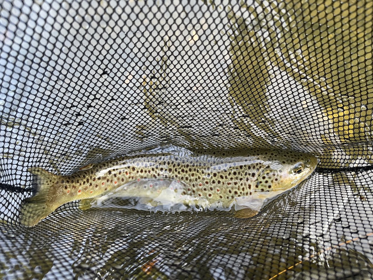 Poto��k z Byst�ice