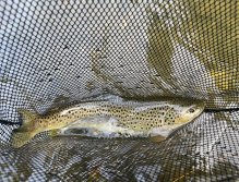 Potočák z Bystřice