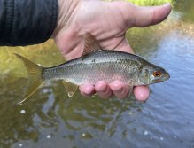 Úlovek plotice z Bystřice