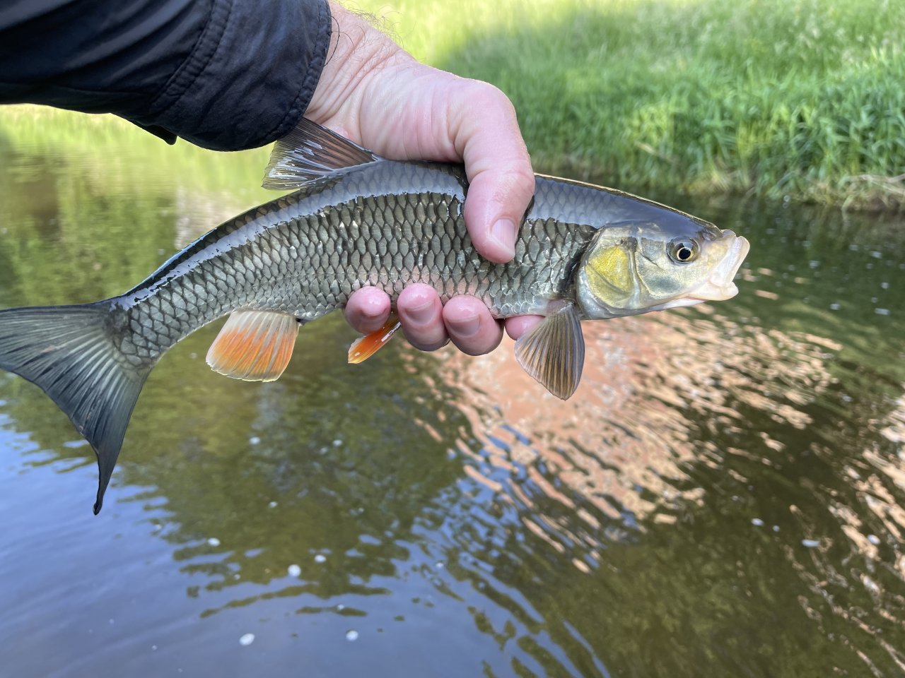 Jelec tlou�� z Byst�ice