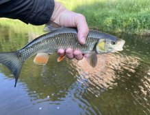 Jelec tloušť z Bystřice
