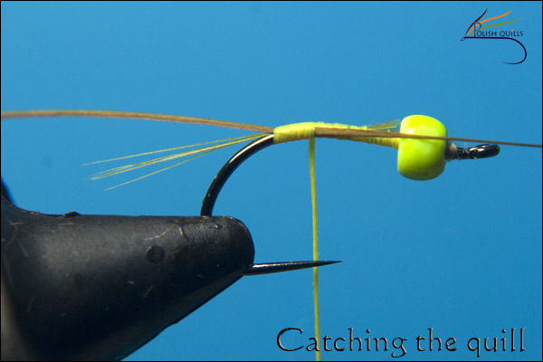 P�ichycen� quillu