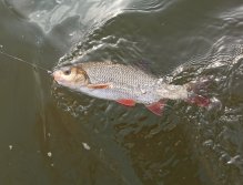 Jelec jesen z Litávky