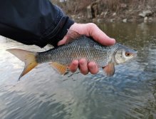 Plotice ulovená v klidné vodě