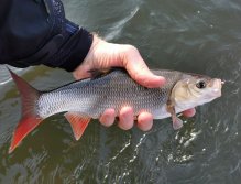 Jelec jesen z Litávky