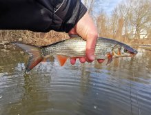 Ostroretka stěhovavá ulovená na soutoku s náhonem Berounky