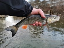 Pěkný jelec tloušť z Litávky