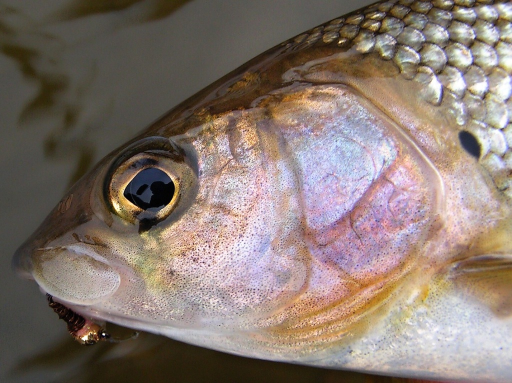 N�dhern� barvy sk�el� podzimn�ho lipana.