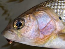 Nádherné barvy skřelí podzimního lipana.