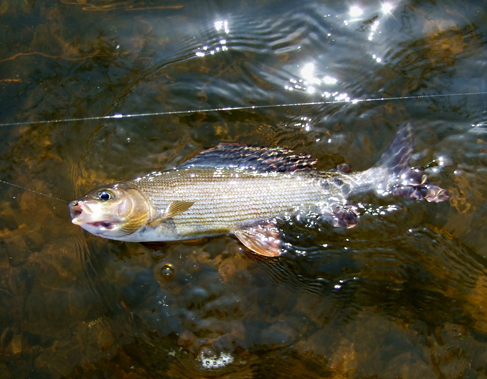 Konec souboje, Mist�e Vlajkono�i!