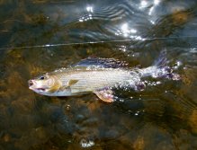 Konec souboje, Mistře Vlajkonoši!