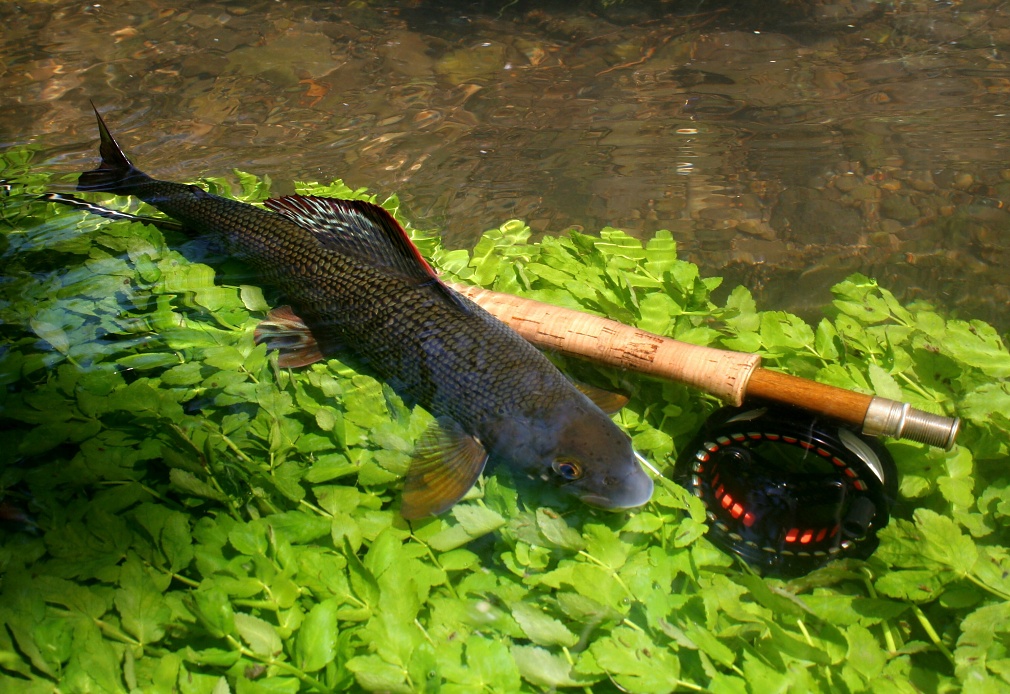 Mimo��dn� poveden� kompozice tradi�n�ho pojet� fotografie ve stylu "Fish & Gear".