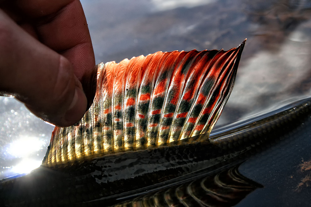 Majest�tnost lipan�ho praporu v paprsk�ch podzimn�ho slunce.