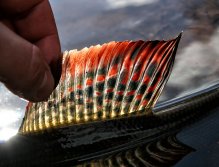 Majestátnost lipaního praporu v paprskách podzimního slunce.