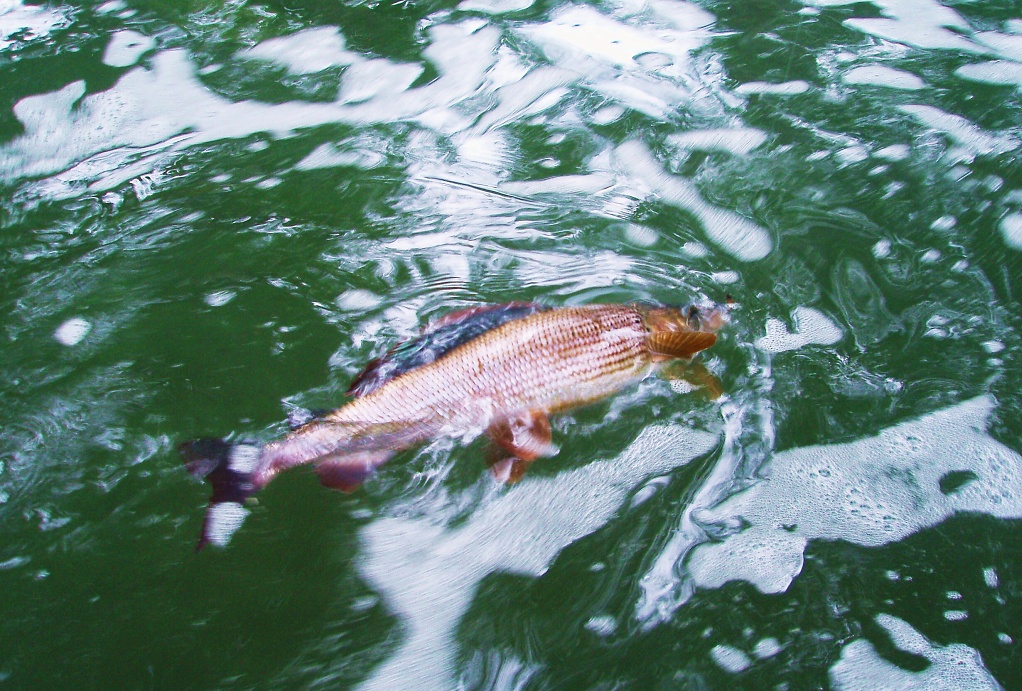 Posledn� fotografie p�ed vyloven�m tohoto kr�sn�ho ml���ka.