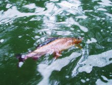 Poslední fotografie před vylovením tohoto krásného mlíčáka.