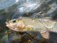 Milovník podzimních Shuttlecocků.