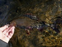 Tento překrásný lipan je právě připraven k vypuštění zpět do jeho říčního domova!