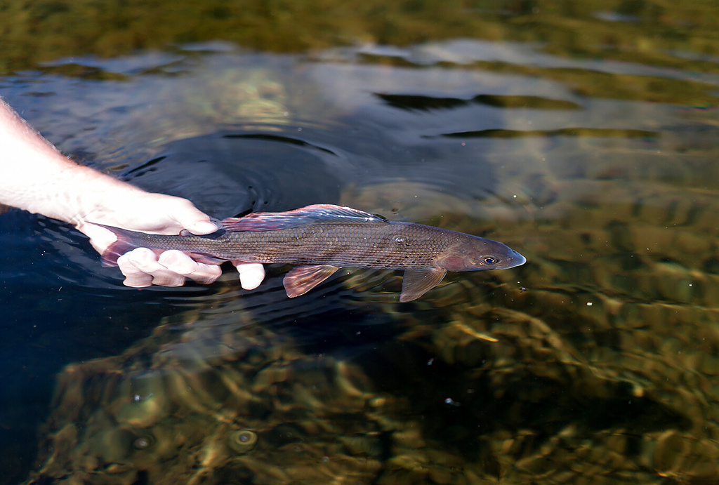 Tak n�kdy p��t�, m�j p�ekr�sn� ryb� p��teli!