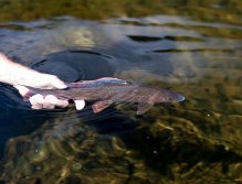 Tak někdy příště, můj překrásný rybí příteli!