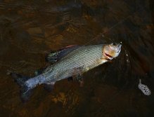 V hlavní roli: Malý černý jig se stříbrnou tungstenovou hlavičkou!