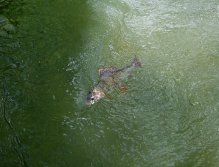 Souboj s krásným lipanem přímo pod hladinou.