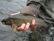 Překrásný český lipan v celé své majestátnosti!