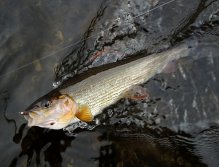 Krásně zbarvený podzimní lipan již vzdal souboj!