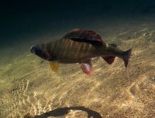 Podvodní tanec krásného českého lipana.