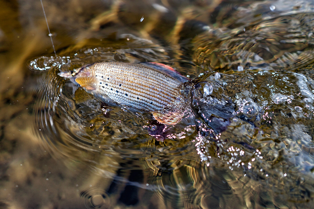 �iv� z�b�r ze souboje s lipanem.