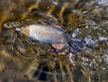 Živý záběr ze souboje s lipanem.