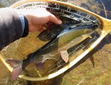 Těsně před puštěním...